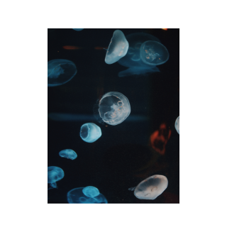 Plakaty 30cm x 40cm - Dryfująca meduza